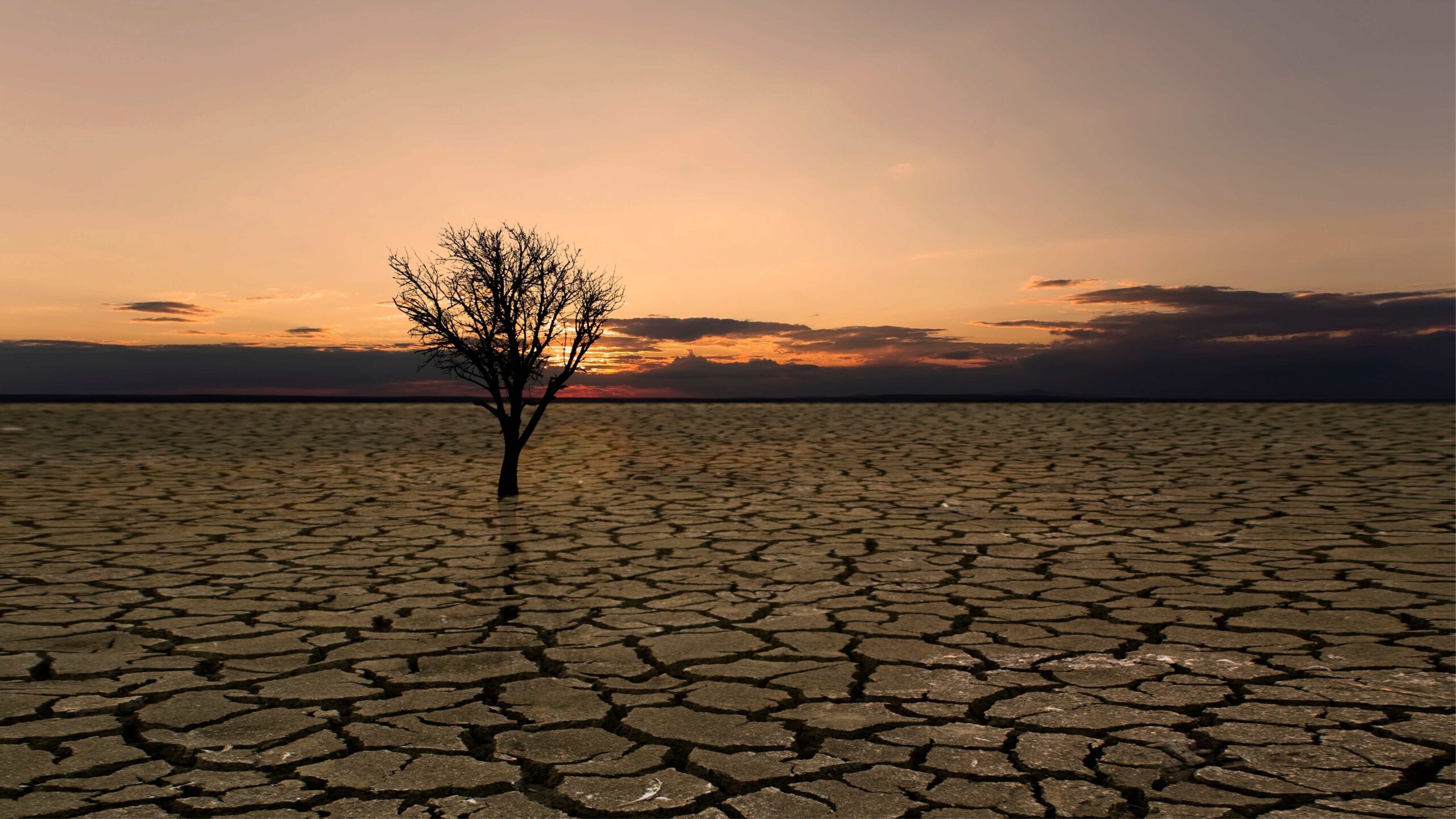 tré á uppþornuðum jarðveg
