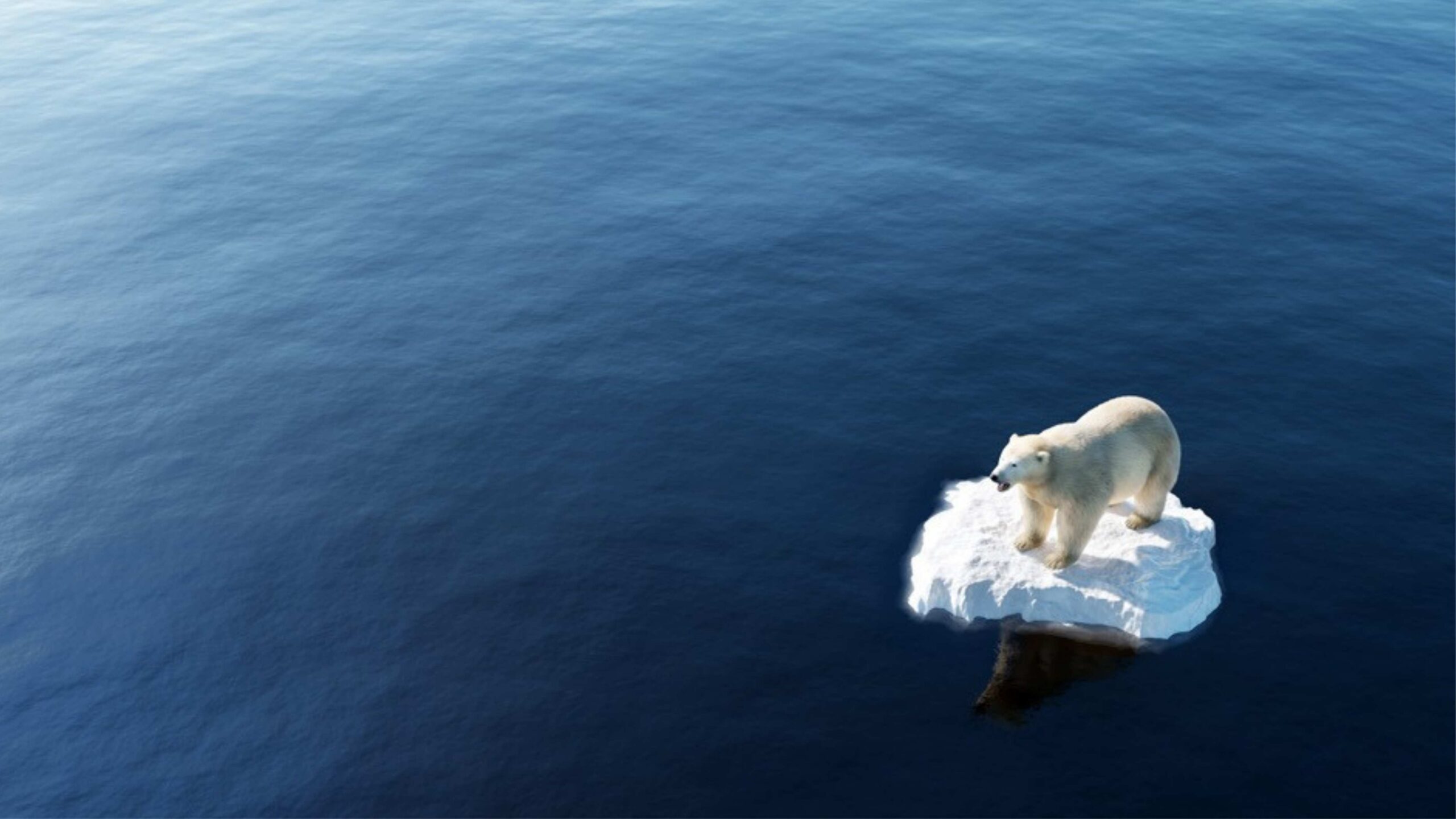 Ísbjörn á broti af ísjaka