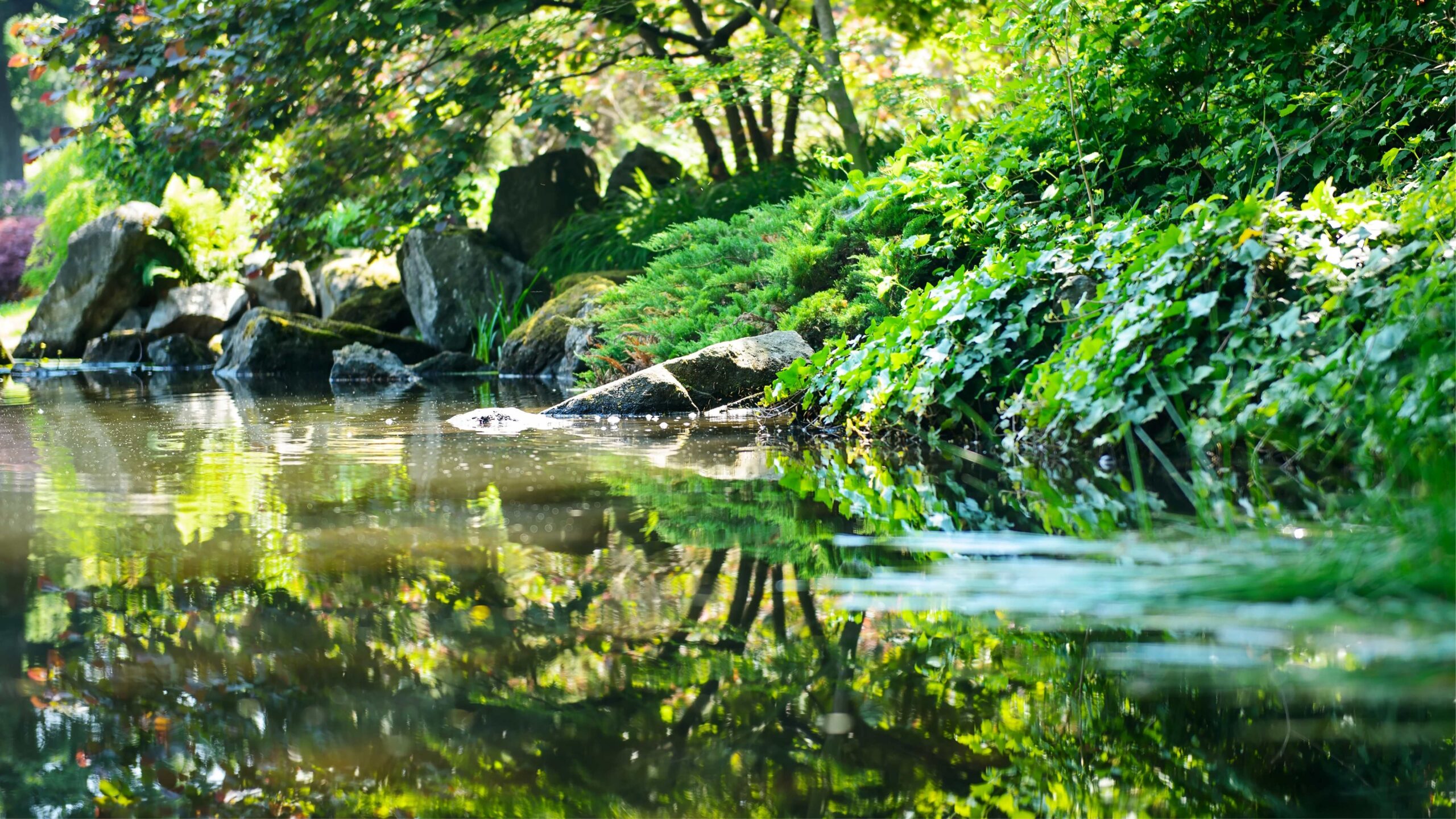 náttúra, lækur tré og steinar